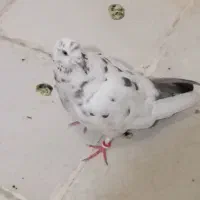 کفتر
