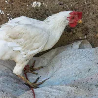 10عدد خروس های جوان وآواز خوان محلی|حیوانات مزرعه|رشت, بوسار|دیوار