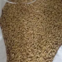 بذرگندم،بوجاری شده