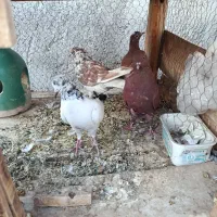 ۹عدد گرفتنی مخلفه جون|پرنده|کاشان, گریه|دیوار