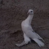 کبوتر لوتی|پرنده|اهر, |دیوار