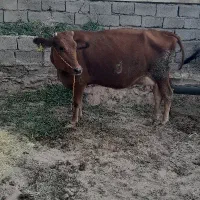 گاو گوساله|حیوانات مزرعه|بم, |دیوار