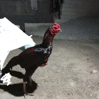 لل خروس نسل دار|حیوانات مزرعه|میناب, |دیوار