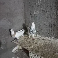 جقت طوقی عطیقه