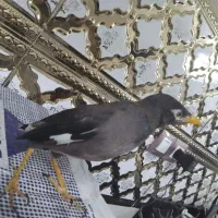 مرغ مینا|پرنده|قدس, شهر‌قدس|دیوار