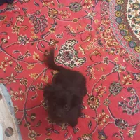 پامر اشپیتزنر