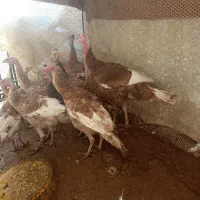 بوقلمون بروبو اصل|حیوانات مزرعه|مرودشت, ژیان|دیوار