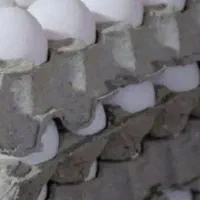 پخش عمده تخم مرغ