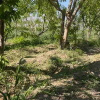 زمین-باغی