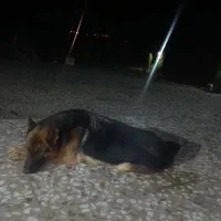 سگ ژرمن ماده