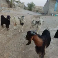 کهره،بز|حیوانات مزرعه|کازرون, |دیوار