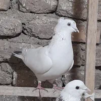 کفتر یا کبوتر پرشی رو بلندی|پرنده|قرچک, زیبا شهر|دیوار