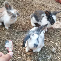 خرگوشه خونی|موش و خرگوش|زابل, |دیوار