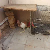 خرگوش