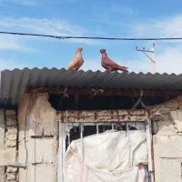 پرنده مرغ کبوتر|پرنده|اندیمشک, |دیوار