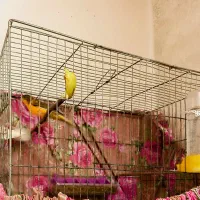 قناری پرتقالی رنگ خاص   ابلغ قواره داررسمی معمولی|پرنده|صباشهر, |دیوار