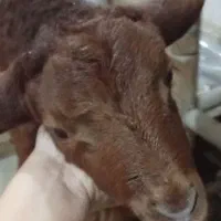بره نرینه