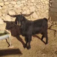 پازن تخمی کمر قوی