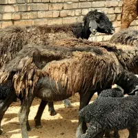 میش بره دار