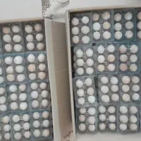 تخم نطفه دار و خوراکی بلدرچین کوهی