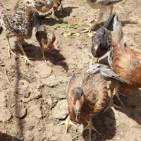 خروس مرغ و جوجه شوربایی|حیوانات مزرعه|جزنیک, |دیوار