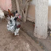 خروس محلی وکاکلی ودورگه