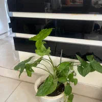 گل های شاداب|گل و گیاه طبیعی|شیراز, لاله|دیوار