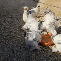 مرغ وخروس برهما لایت