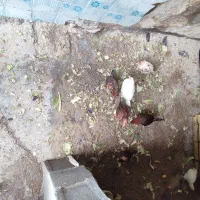 جوجه بوقلمون و جوجه مرغ محلی|حیوانات مزرعه|شوش, |دیوار