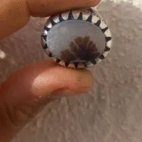 شجر تک درخت