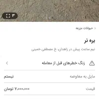 باسلام توجه کنید دزد دیوار