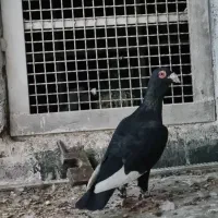 کبوتر|پرنده|ضیاء آباد, |دیوار