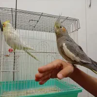 یک جفت عروس هلندی تازه مولد شده|پرنده|قم, دورشهر|دیوار