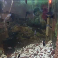 بچه نوزاد ماهی سیچلاید گوره خری|ماهی|تبریز, |دیوار