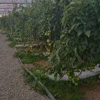 فروش گلخانه طرح اسپانیایی