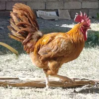 خروس خوب محلی