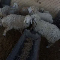 بره نر و ماده.سبک.بردسیر|حیوانات مزرعه|بردسیر, |دیوار