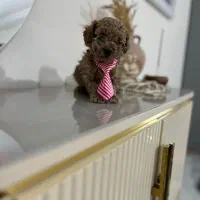 تاینی پودل|سگ|محمدشهر, محمدشهر|دیوار