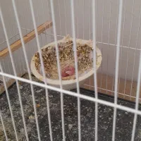 فنچ بنگالی باجوجه