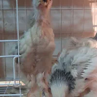 فروش جوجه مرغ