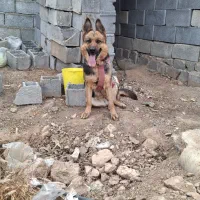 سگ ژرمن شپرد ماده