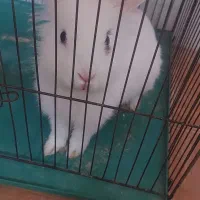 خرگوش|موش و خرگوش|شیراز, شهرک قمشه|دیوار