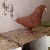 کفتر ماده گلی دمسفید