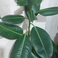 گل فیکوس زیبا