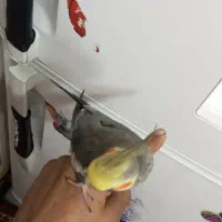 عروس هلندی نر|پرنده|مشهد, شهرک شهید باهنر|دیوار