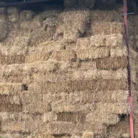 ۵تن کاه پرس گندم بفروش میرسد