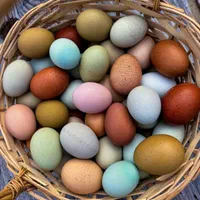 کارآفرینی با مرغ و خروس وارداتی در خانه و باغ|حیوانات مزرعه|اصفهان, خواجو|دیوار