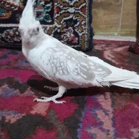 عروس هلندی لوتینو البینو دوکت اهویی گلباقالی|پرنده|مشهد, انصار|دیوار