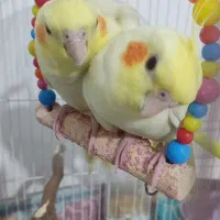 عروس هلندی