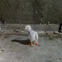 خ کبوتر